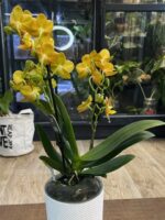 Phalaenopsis Indian Summer / storczyk - obrazek 5