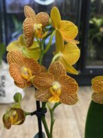 Phalaenopsis Indian Summer / storczyk - obrazek 2