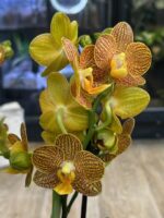 Phalaenopsis Indian Summer / storczyk - obrazek 4