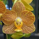 Phalaenopsis Indian Summer, storczyk o zachodzących na siebie barwach pomarańczu i różu, woskowe kwiaty kolekcjonerskie, egzotyczna orchidea, intensywne letnie wybarwienie, Variegarden