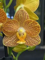 Phalaenopsis Indian Summer, storczyk o zachodzących na siebie barwach pomarańczu i różu, woskowe kwiaty kolekcjonerskie, egzotyczna orchidea, intensywne letnie wybarwienie, Variegarden