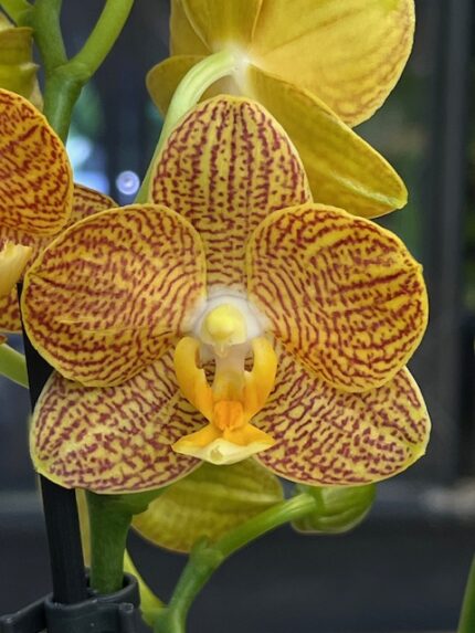 Phalaenopsis Indian Summer, storczyk o zachodzących na siebie barwach pomarańczu i różu, woskowe kwiaty kolekcjonerskie, egzotyczna orchidea, intensywne letnie wybarwienie, Variegarden