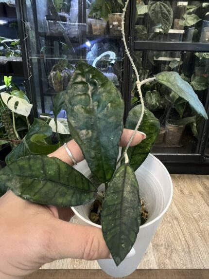 Hoya 'Nong Nooch'