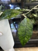 Hoya 'Nong Nooch' #1 - obrazek 4