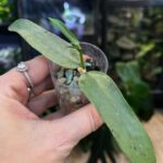 Hoya Pandurata silver