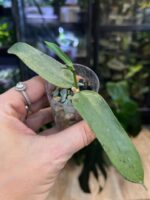 Hoya Pandurata silver