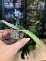 Hoya pandurata Silver #1 - obrazek 3