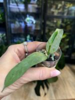 Hoya pandurata Silver #1 - obrazek 2