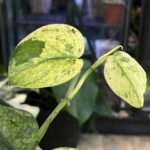 Scindapsus dark silver cloud variegata #3