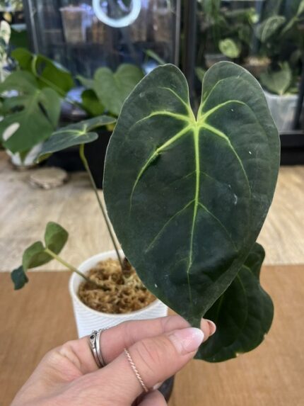 Anthurium Guna Yala x Besseae