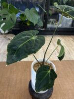 Anthurium Papilliaminum Guna Yala x Besseae aff. #1 - obrazek 4