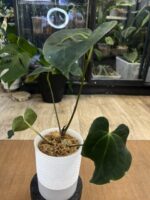 Anthurium Papilliaminum Guna Yala x Besseae aff. #1 - obrazek 3