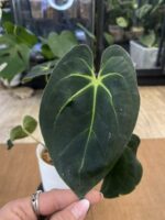 Anthurium Papilliaminum Guna Yala x Besseae aff. #1 - obrazek 2