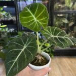 Alocasia regunula green on green