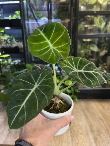 Alocasia regunula green on green