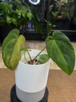 Anthurium Fort Sherman x X One variegata #6 - obrazek 3