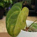 Anthurium papill