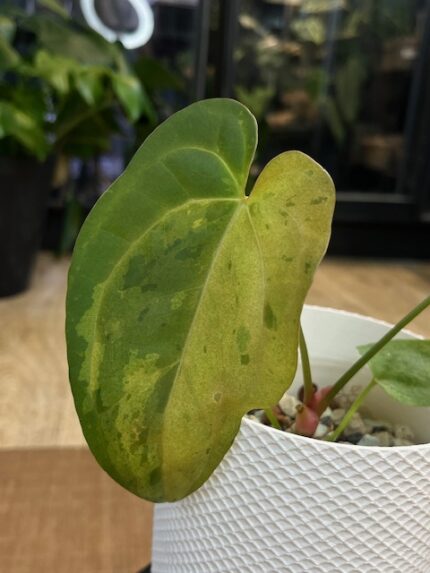 Anthurium papill