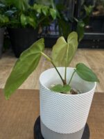 Anthurium Fort Sherman x X One variegata #6 - obrazek 4