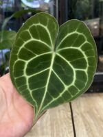 Anthurium clarinervium variegata / regres #4 - obrazek 2