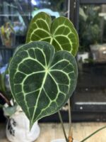 Anthurium clarinervium variegata / regres #4