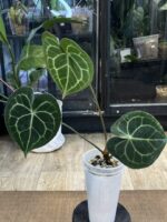 Anthurium clarinervium variegata / regres #4 - obrazek 4