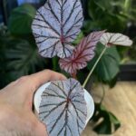 Begonia Ashura #1