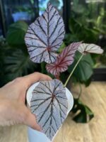 Begonia Ashura #1