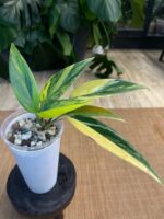 Scindapsus Rupertis #1 - obrazek 4