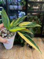 Scindapsus Rupertis #1 - obrazek 3