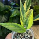 Scindapsus Rupertis #1