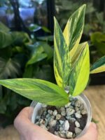 Scindapsus Rupertis #1