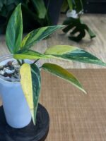 Scindapsus Rupertis #1 - obrazek 5