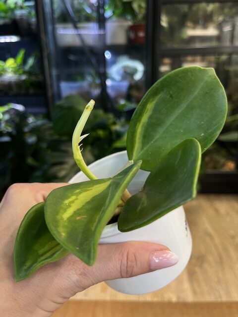 Hoya pachyclada inner variegata #1 - VarieGarden Świat Roślin
