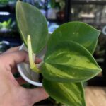 Hoya pachyclada inner variegata #1