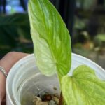 Philodendron Mamei variegata #1