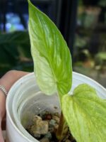 Philodendron Mamei variegata #1