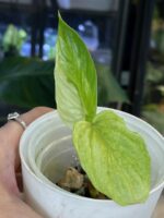 Philodendron Mamei variegata #1 - obrazek 3