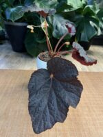 Begonia ‘Taconite’ #2