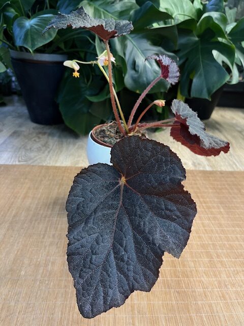 IMG_8794 Begonia ‘Taconite’ #2 - obrazek 1