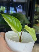 Philodendron Mamei variegata #1 - obrazek 2