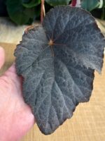 Begonia ‘Taconite’ #2 - obrazek 2