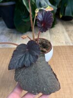Begonia ‘Taconite’ #2 - obrazek 3