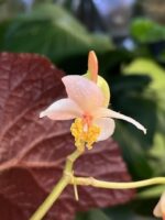Begonia ‘Taconite’ #2 - obrazek 4