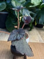 Begonia ‘Taconite’ #2 - obrazek 5