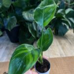 Strelicja nicolai variegata #1