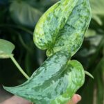 Scindapsus Geulis #1