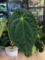 Anthurium Papilliaminum X #4
