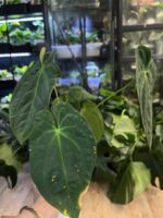 Anthurium Papilliaminum X #4 - obrazek 2