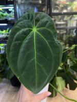 Anthurium Papilliaminum X #4 - obrazek 4